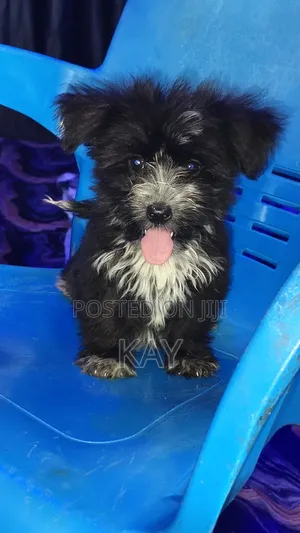 0-1 month Female Purebred Lhasa Apso