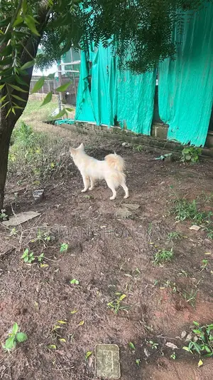 6-12 months Female Mixed Breed American Eskimo