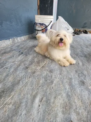 6-12 months Male Mixed Breed Lhasa Apso