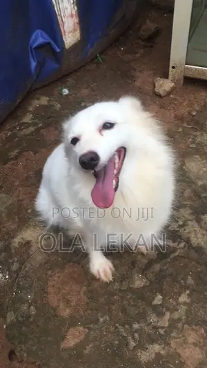 1+ year Male Purebred American Eskimo