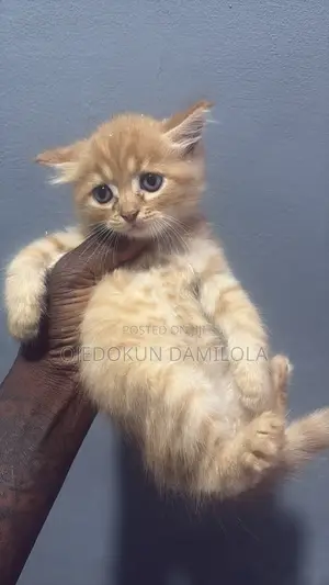 1-3 months Male Purebred Persian
