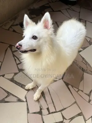 1+ year Male Purebred American Eskimo