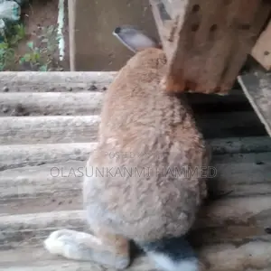 Algoniyu Rabbitry
