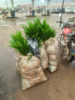 Hybrid Malaysia Supergen Palm Seedlings