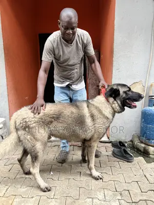 6-12 months Male Mixed Breed Anatolian Shepherd