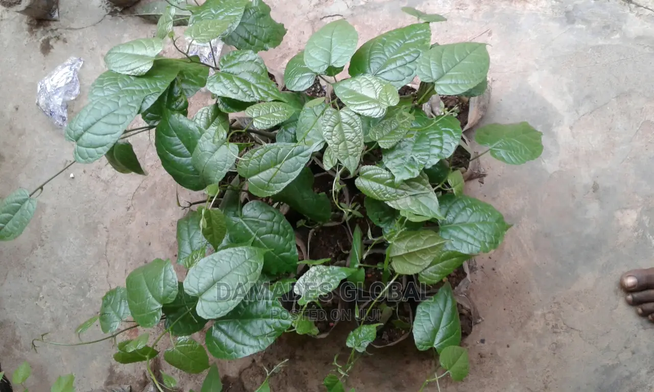 African Walnut