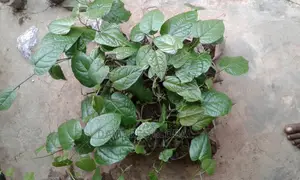 African Walnut
