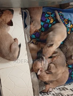 1-3 months Female Purebred Belgian Malinois