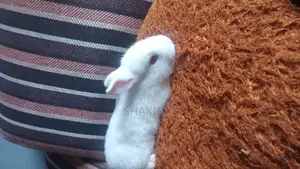 Affordable Rabbit Vendor in Ikorodu