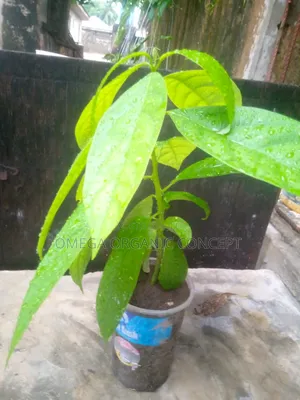 Avocado Seedlings
