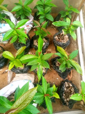 Malay Apple Seedlings