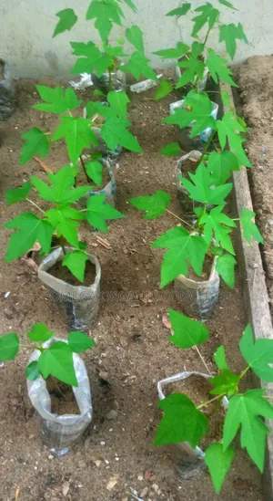 Dwarf Papaya