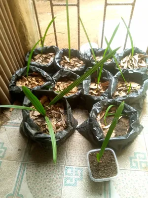 Dates Palm Seedlings