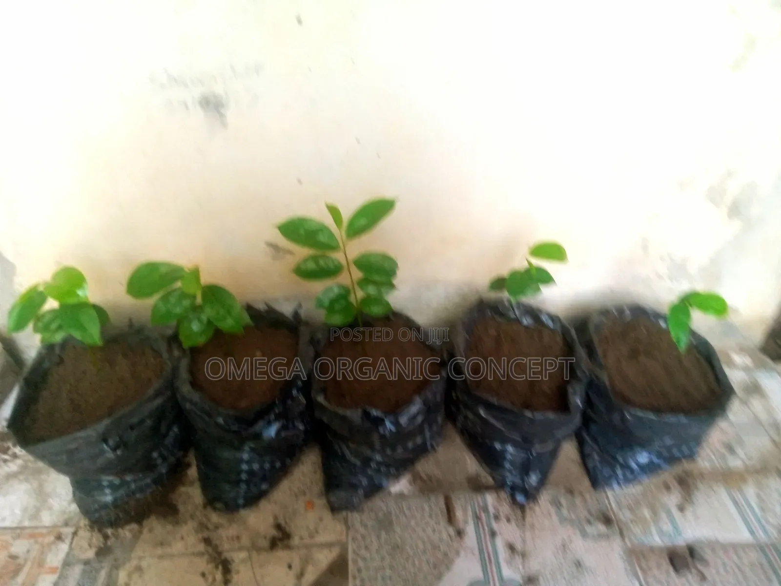 Soursop Seedlings