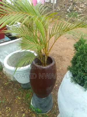 Indoor and Outdoor Plants for Sell