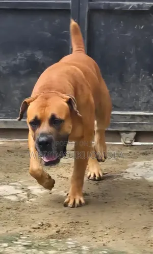 1+ year Male Purebred Boerboel