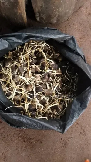Pure Tenera Oil Palm Seeds