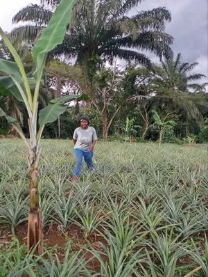 Sweet Pineapple Suckers