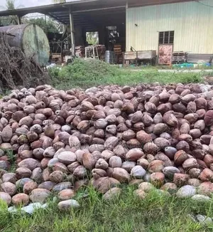 Sweet Dry, Coconut Pod