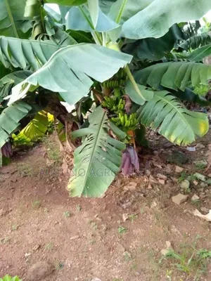 Dwarf Banana Suckers