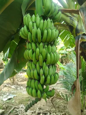 Dwarf Banana Suckers
