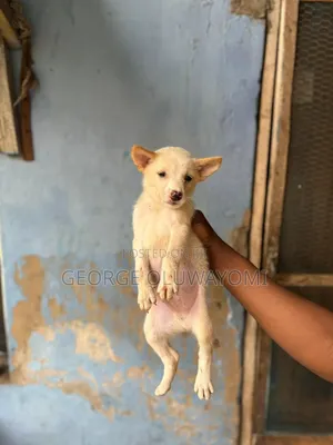 1-3 months Male Mixed Breed American Eskimo