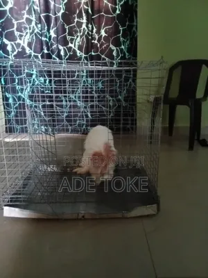 Medium Size Dog Cage for Sale