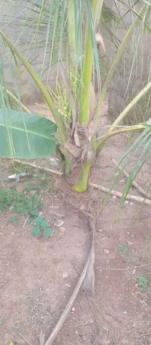 Improved Dwarf and Hybrid Coconut Seedlings