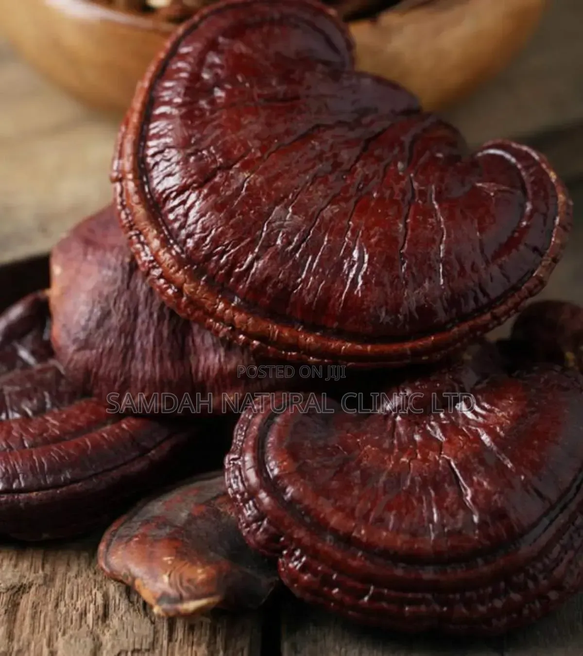 Ganoderma Mushroom