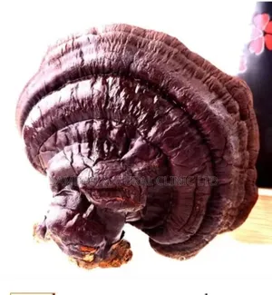 Ganoderma Mushroom
