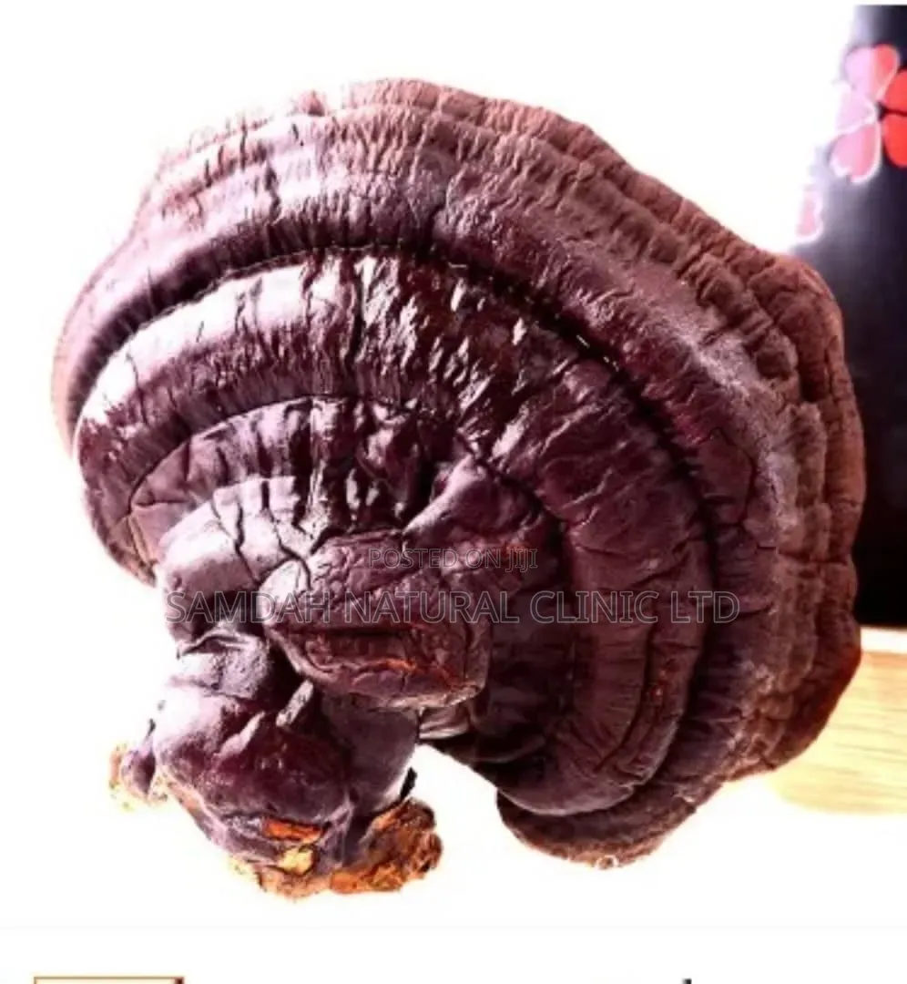 Ganoderma Mushroom