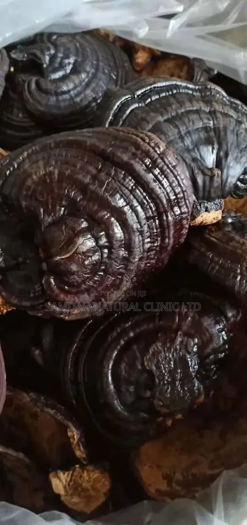 Ganoderma Mushroom