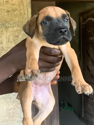 1-3 months Female Purebred Boerboel
