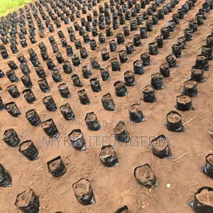Palm Plantation Land Ownership