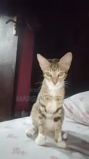 3-6 months Male Mixed Breed Cat