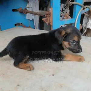 1-3 months Female Mixed Breed German Pinscher