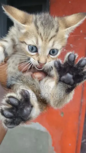 1-3 months Female Mixed Breed Cat