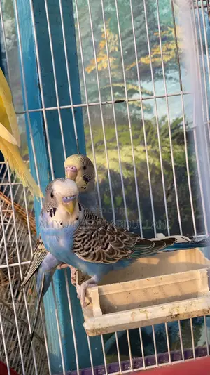 Foreign Budgies