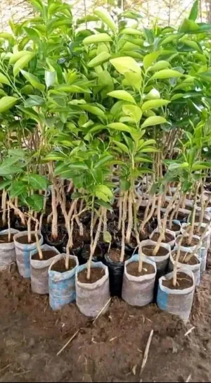 Budded Orange Seedlings