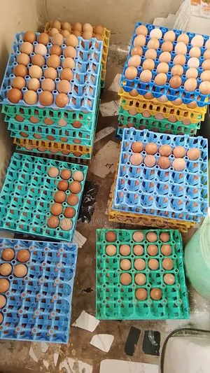 Pullet Eggs