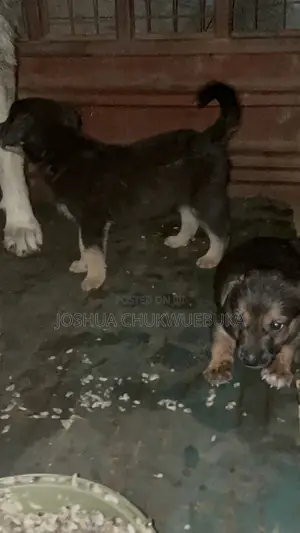 1-3 months Female Purebred German Shepherd