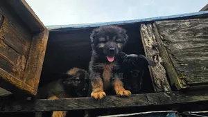 1-3 months Female Purebred Caucasian Shepherd
