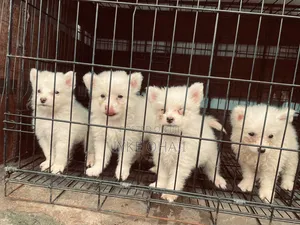 1-3 months Female Purebred American Eskimo