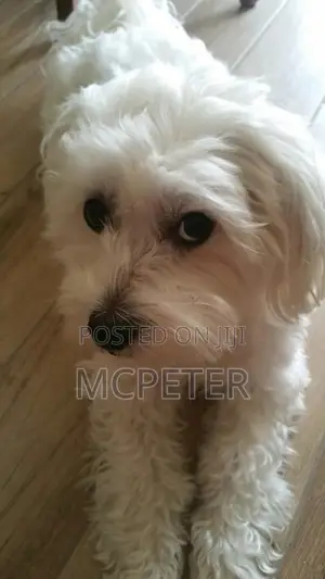 1+ year Male Purebred Maltese