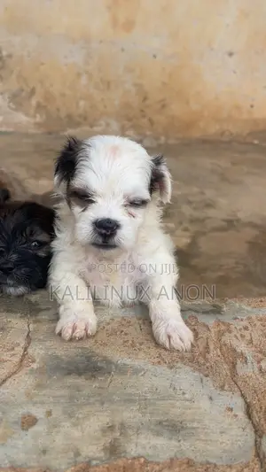 1-3 months Female Purebred Lhasa Apso