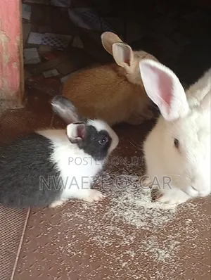Rabbits Available for Sale
