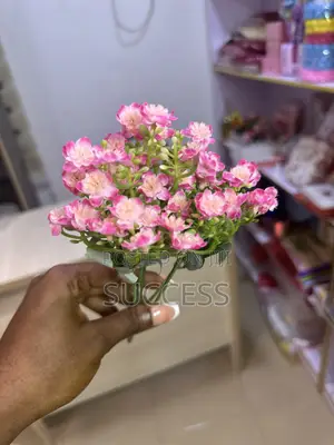 Carnation Flowers
