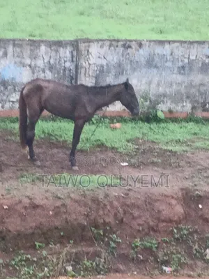 Female Horse for Urgent Sales at Ijebu Ode