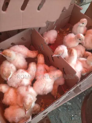 Day Old Imported Turkey and Chicks