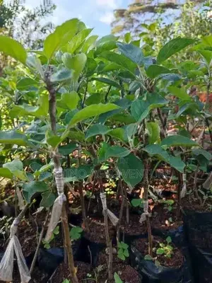 Grafted Apple Seedlings